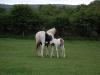 Mare and foal at Bradfield farm in Killowen_thumb.jpg 2.0K